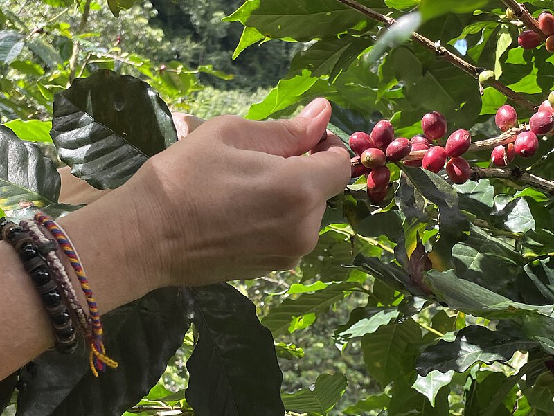Foto: Hände pflücken rote Kaffeebohnen
