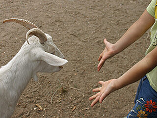 Ein Kind streckt die Hände einer Ziege entgegen